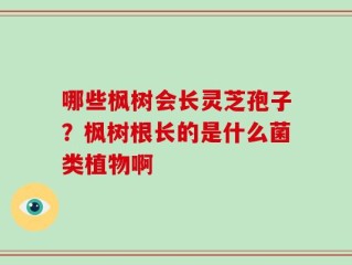 哪些枫树会长灵芝孢子？枫树根长的是什么菌类植物啊