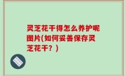 灵芝花干得怎么养护呢图片(如何妥善保存灵芝花干？)