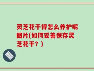 灵芝花干得怎么养护呢图片(如何妥善保存灵芝花干？)