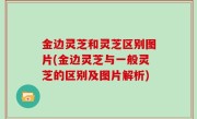 金边灵芝和灵芝区别图片(金边灵芝与一般灵芝的区别及图片解析)