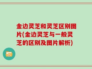 金边灵芝和灵芝区别图片(金边灵芝与一般灵芝的区别及图片解析)