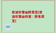 尼泊尔雪山野灵芝(尼泊尔雪山珍宝：野生灵芝)
