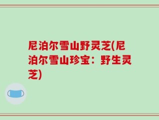 尼泊尔雪山野灵芝(尼泊尔雪山珍宝：野生灵芝)