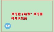 灵芝孢子萌发？灵芝菌棒几天出苗