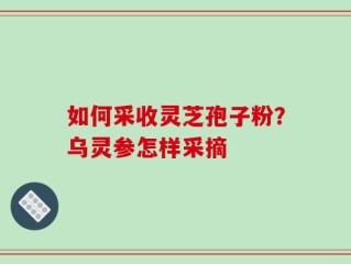 如何采收灵芝孢子粉？乌灵参怎样采摘