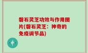 磐石灵芝功效与作用图片(磐石灵芝：神奇的免疫调节品)