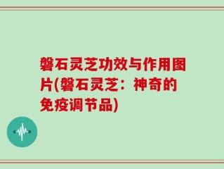 磐石灵芝功效与作用图片(磐石灵芝：神奇的免疫调节品)