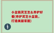 小盆栽灵芝怎么养护好看(养护灵芝小盆栽，打造美丽家居)