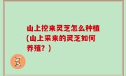 山上挖来灵芝怎么种植(山上采来的灵芝如何养殖？)