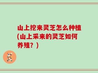 山上挖来灵芝怎么种植(山上采来的灵芝如何养殖？)
