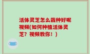 活体灵芝怎么栽种好呢视频(如何种植活体灵芝？视频教你！)