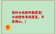 农村小伙野外做灵芝(小伙野外寻访灵芝，不忘初心。)