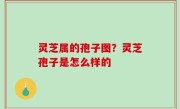 灵芝属的孢子图？灵芝孢子是怎么样的
