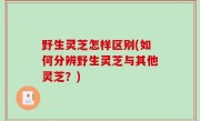 野生灵芝怎样区别(如何分辨野生灵芝与其他灵芝？)
