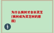 为什么枫树才会长灵芝(枫树成为灵芝树的原因)