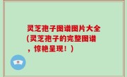 灵芝孢子图谱图片大全(灵芝孢子的完整图谱，惊艳呈现！)