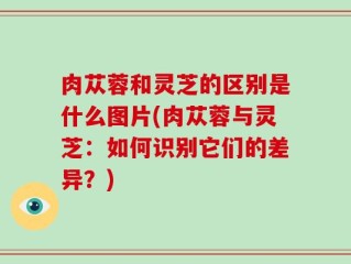 肉苁蓉和灵芝的区别是什么图片(肉苁蓉与灵芝：如何识别它们的差异？)