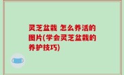 灵芝盆栽 怎么养活的图片(学会灵芝盆栽的养护技巧)