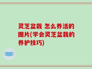 灵芝盆栽 怎么养活的图片(学会灵芝盆栽的养护技巧)