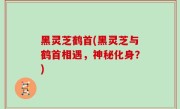 黑灵芝鹤首(黑灵芝与鹤首相遇，神秘化身？)