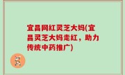 宜昌网红灵芝大妈(宜昌灵芝大妈走红，助力传统中药推广)