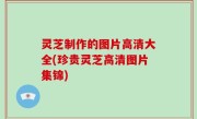 灵芝制作的图片高清大全(珍贵灵芝高清图片集锦)