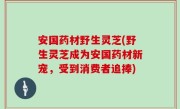 安国药材野生灵芝(野生灵芝成为安国药材新宠，受到消费者追捧)