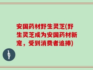 安国药材野生灵芝(野生灵芝成为安国药材新宠，受到消费者追捧)