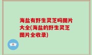 海盐有野生灵芝吗图片大全(海盐的野生灵芝图片全收录)