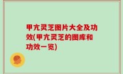甲亢灵芝图片大全及功效(甲亢灵芝的图库和功效一览)