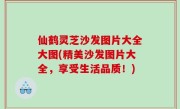 仙鹤灵芝沙发图片大全大图(精美沙发图片大全，享受生活品质！)