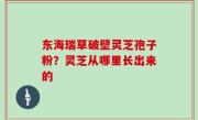 东海瑞草破壁灵芝孢子粉？灵芝从哪里长出来的