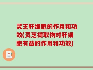 灵芝肝细胞的作用和功效(灵芝提取物对肝细胞有益的作用和功效)