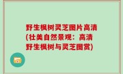 野生枫树灵芝图片高清(壮美自然景观：高清野生枫树与灵芝图赏)