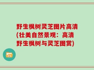 野生枫树灵芝图片高清(壮美自然景观：高清野生枫树与灵芝图赏)