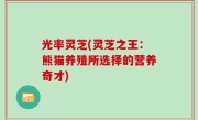 光率灵芝(灵芝之王：熊猫养殖所选择的营养奇才)
