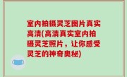 室内拍摄灵芝图片真实高清(高清真实室内拍摄灵芝照片，让你感受灵芝的神奇奥秘)