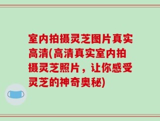 室内拍摄灵芝图片真实高清(高清真实室内拍摄灵芝照片，让你感受灵芝的神奇奥秘)