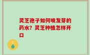 灵芝孢子如何喷发芽的药水？灵芝种植怎样开口
