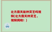 北方露天能种灵芝吗视频(北方露天种灵芝，视频揭晓！)