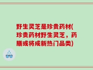 野生灵芝是珍贵药材(珍贵药材野生灵芝，药膳或将成新热门品类)