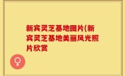 新宾灵芝基地图片(新宾灵芝基地美丽风光照片欣赏