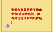 安徽金寨灵芝孢子粉山中宝(重返大自然，探寻灵芝孢子粉的庇护所)