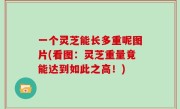 一个灵芝能长多重呢图片(看图：灵芝重量竟能达到如此之高！)