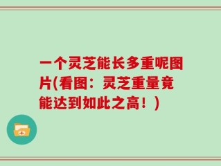 一个灵芝能长多重呢图片(看图：灵芝重量竟能达到如此之高！)