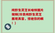 纯野生灵芝长啥样图片视频(珍贵纯野生灵芝展现真容，惊艳你的眼！)