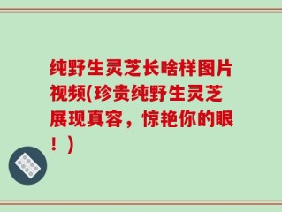 纯野生灵芝长啥样图片视频(珍贵纯野生灵芝展现真容，惊艳你的眼！)