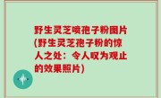 野生灵芝喷孢子粉图片(野生灵芝孢子粉的惊人之处：令人叹为观止的效果照片)