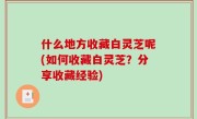 什么地方收藏白灵芝呢(如何收藏白灵芝？分享收藏经验)