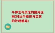 牛樟芝与灵芝的图片区别(对比牛樟芝与灵芝的外观差异)